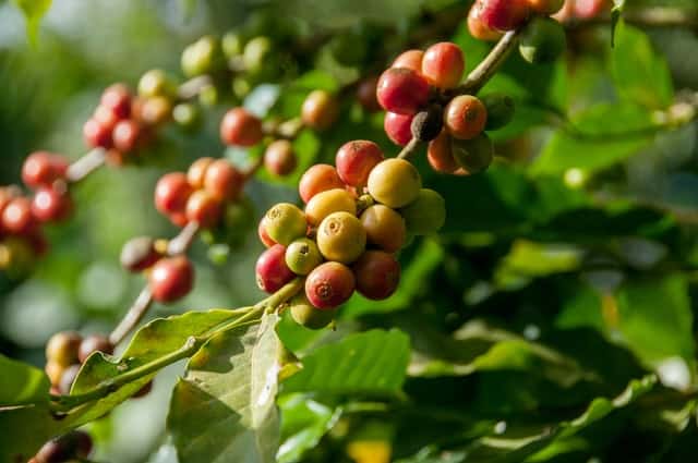 espresso coffee bean cherries