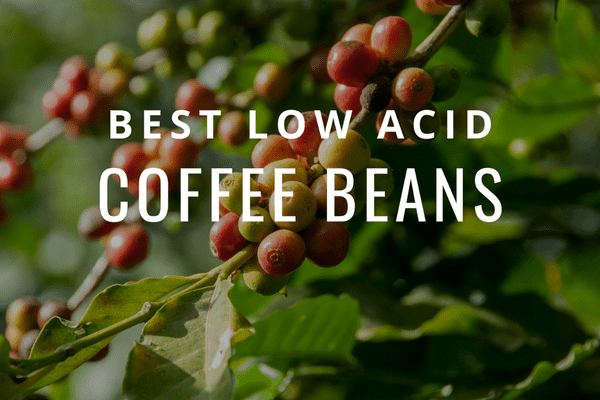 Best Low Acid Coffee Brands 2022: Top Easy-on-the-Stomach Blends