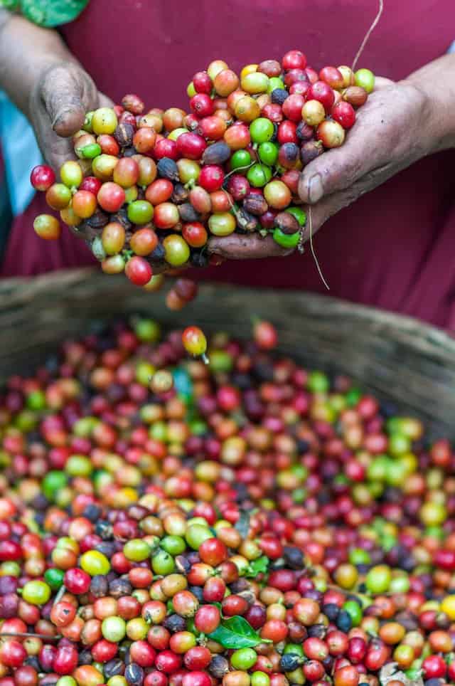 fresh coffee bean cherries